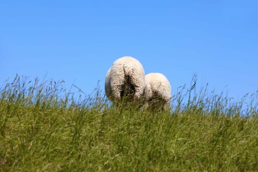 Zwei Schafe von hinten auf der Dedike - Two sheep from behind the
