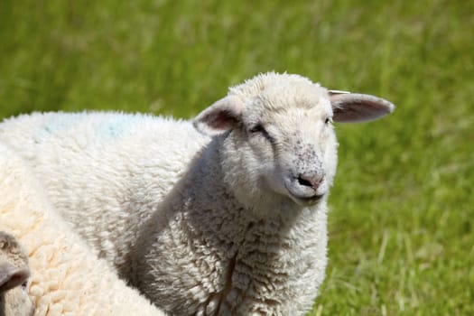 Portrait of a sheep on the meadow