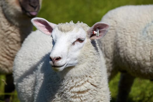 Portrait of a sheep on the meadow