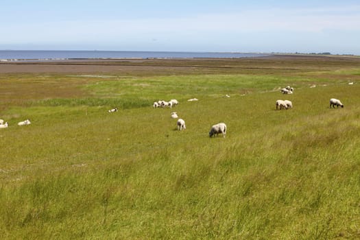 Schafe auf den Wiesen am Nordeutschen Wattenmeer bei Neuharlingersiel - Sheep on the meadows on the North German Wadden Sea in Neuharlingersiel