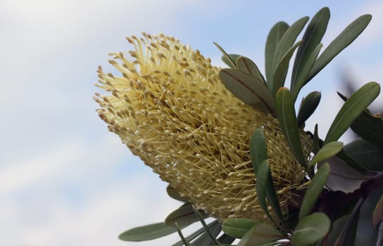 Banksia integrifolia