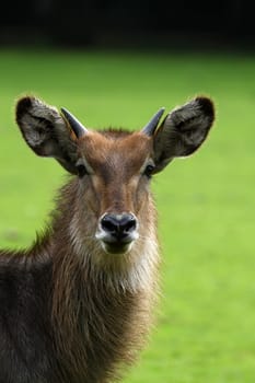Waterbuck