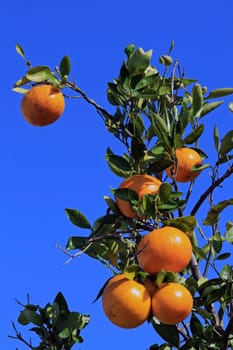 Juicy oranges in sunny Florida
