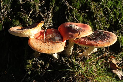 Four toadstools in the evening light