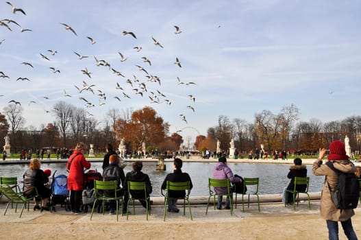 Seagulls flying over the Tuileries Gardens in Paris, France