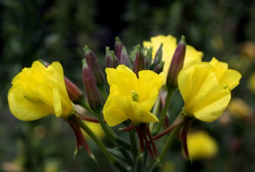Common evening primrose