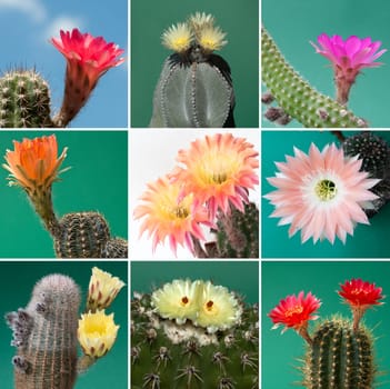 Flowering cacti put together as a mosaic