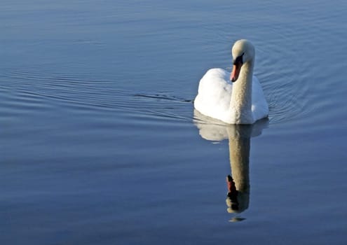 Mute Swan (Cygnus olor)