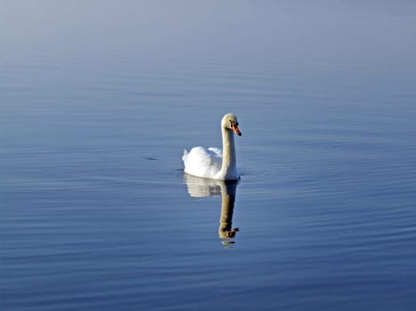 Mute Swan (Cygnus olor)