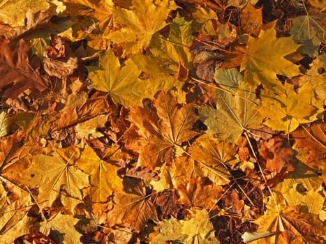 (Fall foliage) or (fall leaves) or (autumn leaves)