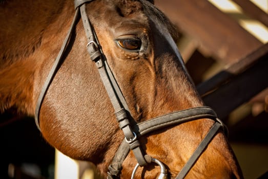 head brown horse in harness