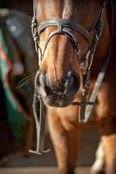 part of a horse head,horse & # 039  s nostrils with a harness
