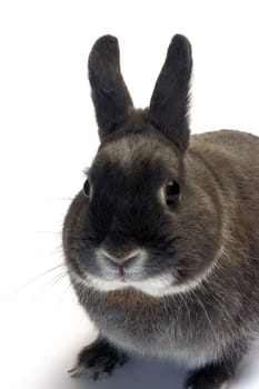 portrait of a dwarf rabbit in studio on white background