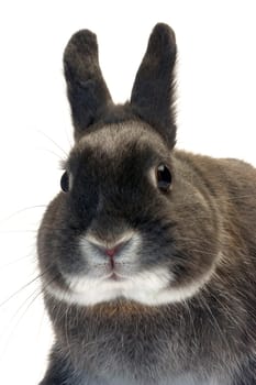 portrait of a dwarf rabbit in studio on white background