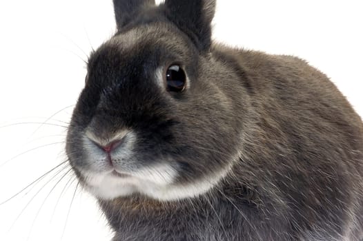 portrait of a dwarf rabbit in studio on white background