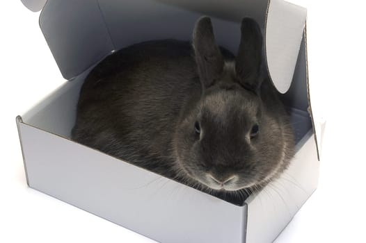 portrait of a rabbit in a box to illustrate the shipment of goods and trade