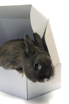 portrait of a rabbit in a box to illustrate the shipment of goods and trade
