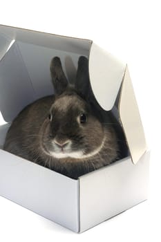 portrait of a rabbit in a box to illustrate the shipment of goods and trade