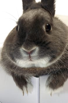 portrait of a rabbit in a box to illustrate the shipment of goods and trade