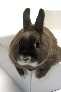 portrait of a rabbit in a box to illustrate the shipment of goods and trade
