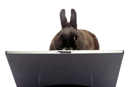 rabbit to illustrate the webmaster e-commerce