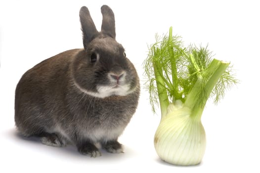 portrait of a rabbit and his favorite vegetables in studio on white background