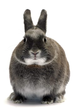portrait of a dwarf rabbit in studio on white background