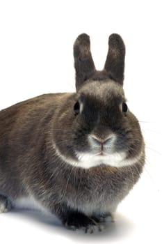 portrait of a dwarf rabbit in studio on white background