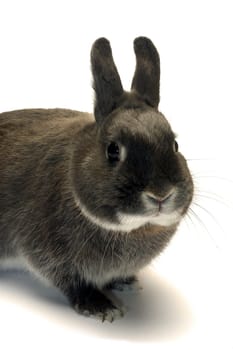 portrait of a dwarf rabbit in studio on white background