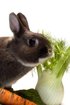 portrait of a rabbit and his favorite vegetables in studio on white background