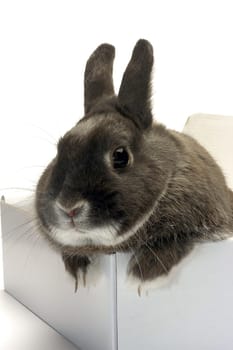portrait of a rabbit in a box to illustrate the shipment of goods and trade