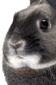 portrait of a dwarf rabbit in studio on white background