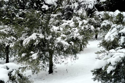 Landscape of Gard under snow. Gard is a department of the South-east of France located in the Cevennes.