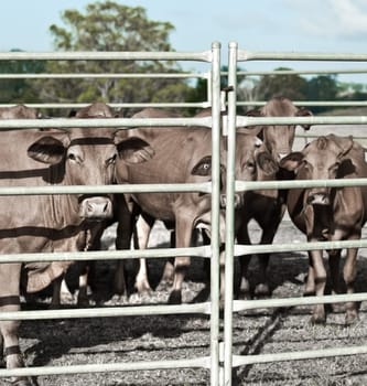 agricultural industry restrained beef cattle in corral ready for market