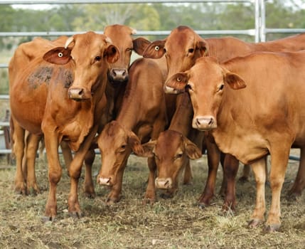 agriculture australia six brown cows in corral pose for camera
