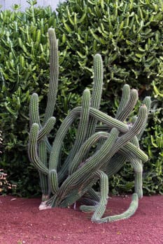 Cactus in Lanzarote