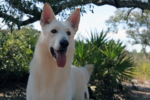 German White Shepherd