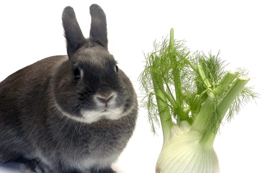 portrait of a rabbit and his favorite vegetables in studio on white background