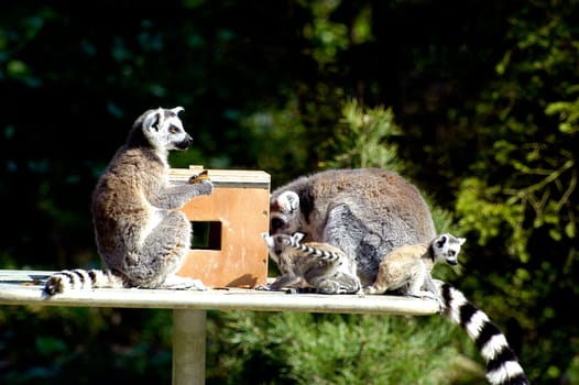 Family of lemurs to the zoo