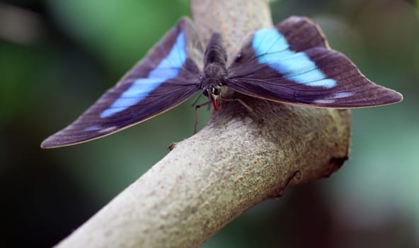 Blue Striped Swallowtail
