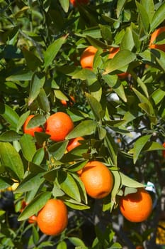 With this occasion the gardens are the theater of construction of monument out of oranges and lemons on a different topic each years.