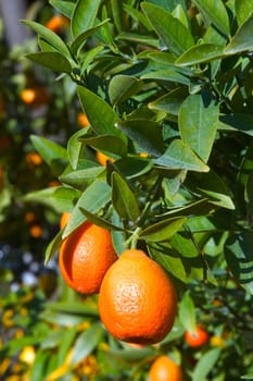 With this occasion the gardens are the theater of construction of monument out of oranges and lemons on a different topic each years.