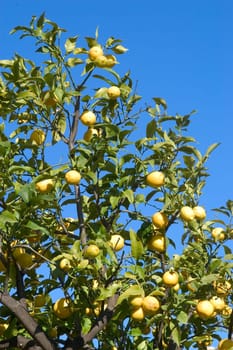 With this occasion the gardens are the theater of construction of monument out of oranges and lemons on a different topic each years.