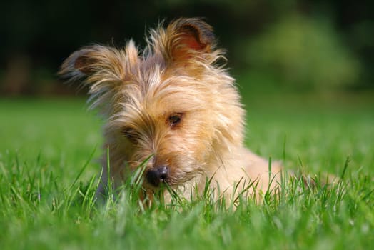 My Dog
