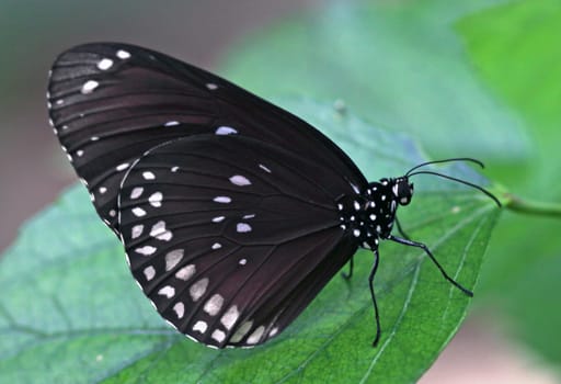 Oleander butterfly