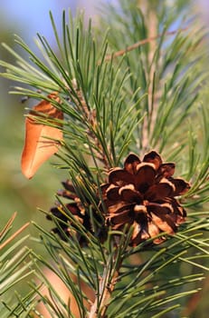 Pinecone