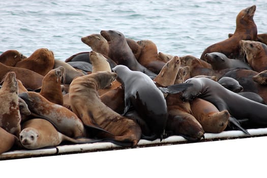 Seal family with copy space