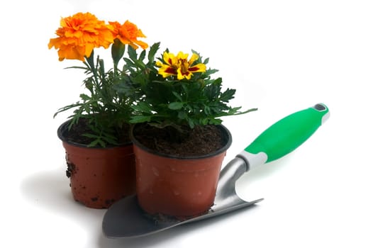 seedlings of French marigolds ready to be planted out of vat or with the garden