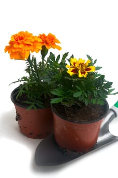 seedlings of French marigolds ready to be planted out of vat or with the garden