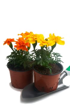 seedlings of French marigolds ready to be planted out of vat or with the garden